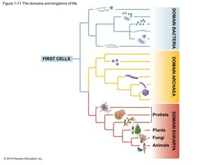 © 2014 Pearson Education, Inc.
Figure 1-11 The domains and kingdoms of life
FIRST CELLS
DOMAINBACTERIA
Protists
DOMAINEUKARYADOMAINARCHAEA
Plants
Fungi
Animals
 