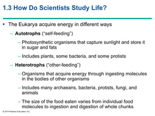 © 2014 Pearson Education, Inc.
1.3 How Do Scientists Study Life?
 The Eukarya acquire energy in different ways
– Autotrophs (―self-feeding‖)
– Photosynthetic organisms that capture sunlight and store it
in sugar and fats
– Includes plants, some bacteria, and some protists
– Heterotrophs (―other-feeding‖)
– Organisms that acquire energy through ingesting molecules
in the bodies of other organisms
– Includes many archaeans, bacteria, protists, fungi, and
animals
– The size of the food eaten varies from individual food
molecules to ingestion and digestion of whole chunks
 