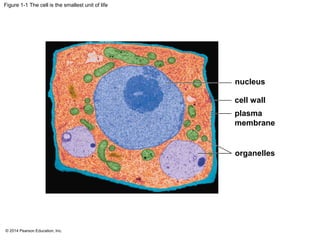 © 2014 Pearson Education, Inc.
Figure 1-1 The cell is the smallest unit of life
organelles
nucleus
cell wall
plasma
membrane
 