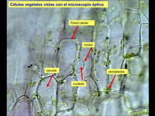Células vegetales vistas con el microscopio óptico



                                Pared celular




                                         núcleo




                   vacuola                           cloroplastos



                                 nucléolo
 
