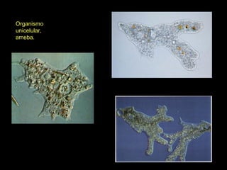Organismo
unicelular,
ameba.
 