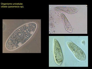 Organismo unicelular,
ciliado (paramecio sp).
 
