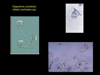 Organismo unicelular,
ciliado (vorticelas sp).
 