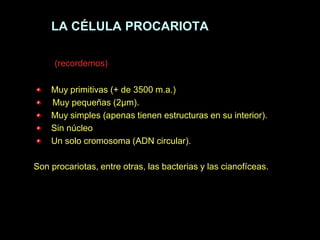 LA CÉLULA PROCARIOTA

     (recordemos)

    Muy primitivas (+ de 3500 m.a.)
    Muy pequeñas (2μm).
    Muy simples (apenas tienen estructuras en su interior).
    Sin núcleo
    Un solo cromosoma (ADN circular).

Son procariotas, entre otras, las bacterias y las cianofíceas.
 