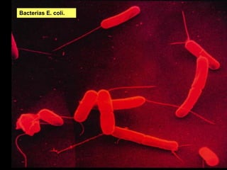 Bacterias E. coli.
 