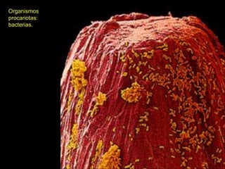 Organismos
procariotas:
bacterias.
 