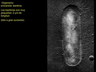 Organismo
procariota: bacteria,
Las bacterias son muy
pequeñas: 2 μm de
longitud
(foto a gran aumento).
 
