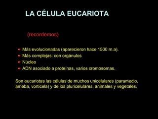 LA CÉLULA EUCARIOTA

      (recordemos)

   Más evolucionadas (aparecieron hace 1500 m.a).
   Más complejas: con orgánulos
   Núcleo
   ADN asociado a proteínas, varios cromosomas.

Son eucariotas las células de muchos unicelulares (paramecio,
ameba, vorticela) y de los pluricelulares, animales y vegetales.
 
