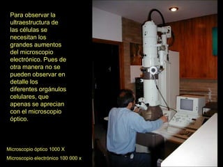 Para observar la
 ultraestructura de
 las células se
 necesitan los
 grandes aumentos
 del microscopio
 electrónico. Pues de
 otra manera no se
 pueden observar en
 detalle los
 diferentes orgánulos
 celulares, que
 apenas se aprecian
 con el microscopio
 óptico.



Microscopio óptico 1000 X
Microscopio electrónico 100 000 x
 