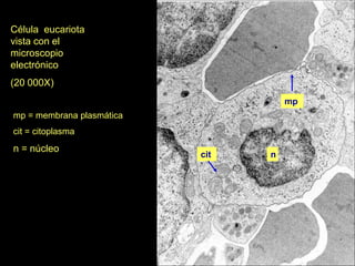 Célula eucariota
vista con el
microscopio
electrónico
(20 000X)
                                     mp
mp = membrana plasmática
cit = citoplasma
n = núcleo
                           cit   n
 