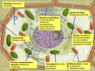 Vacuolas: Almacenan
sustancias


                                                                 Aparato de Golgi:
                                                                 Empaqueta sustancias
                                 Membrana plasmática:
                                 a través de ella se
                                 realizan los
                                 intercambios de
                                 sustancias entre la
                                 célula y el exterior.


                                                                     Núcleo: Contiene la
        Pared celular:                                               información genética
        Protege la célula.                                           en unas unidades
                                                                     llamadas genes que se
                                                                     encuentran en el ADN.




       Retículo endoplasmático
       granular: Síntesis de            Cloroplastos: en ellos   Mitocondrias: en ellas
       sustancias.                      se realiza la            se produce la
                                        fotosíntesis.            respiración celular.
 