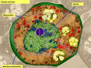Célula animal
                       Núcleo




  Mitocondria




 Membrana plasmática
 