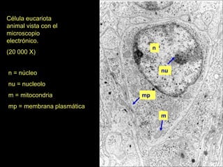 Célula eucariota
animal vista con el
microscopio
electrónico.
                                n
(20 000 X)


n = núcleo                          nu

nu = nucleolo
m = mitocondria            mp

mp = membrana plasmática
                                    m
 