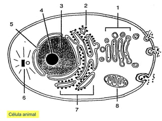 Célula animal
 