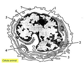 Célula animal
 