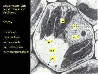 Célula vegetal vista
con el microscopio
electrónico


10000X                             m

                                       n

n = núcleo
nu = nucleolo                          nu
vac = vacuola           cp

cp = cloroplasto
                             vac
pc = pared celulósica

                             pc
 