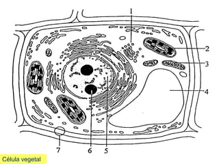 Célula vegetal
 