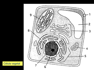 Célula vegetal
 