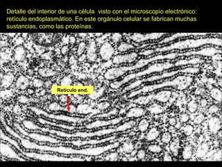 Detalle del interior de una célula visto con el microscopio electrónico:
retículo endoplasmático. En este orgánulo celular se fabrican muchas
sustancias, como las proteínas.




                   Retículo end.
 