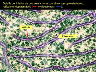 Detalle del interior de una célula visto con el microscopio electrónico:
retículo endoplasmático (      ) y ribosomas (      ).




                retículo



                                                   Ribosomas
 