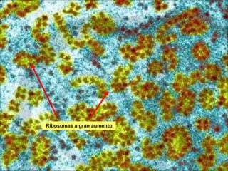Ribosomas a gran aumento
 