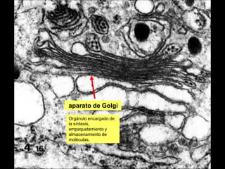 aparato de Golgi
Orgánulo encargado de
la síntesis,
empaquetamiento y
almacenamiento de
moléculas.
 
