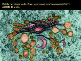 Detalle del interior de la célula visto con el microscopio electrónico:
aparato de Golgi.
 