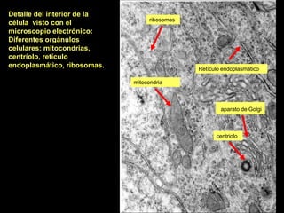 Detalle del interior de la
                                   ribosomas
célula visto con el
microscopio electrónico:
Diferentes orgánulos
celulares: mitocondrias,
centríolo, retículo
endoplasmático, ribosomas.                     Retículo endoplasmático

                             mitocondria



                                                       aparato de Golgi



                                                     centriolo
 