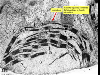 En este orgánulo se realiza
cloroplasto   la fotosíntesis o función
              clorofílica.
 