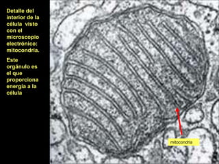 Detalle del
interior de la
célula visto
con el
microscopio
electrónico:
mitocondria.
Este
orgánulo es
el que
proporciona
energía a la
célula




                 mitocondria
 