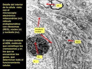 Detalle del interior                   mi
de la célula visto
con el
microscopio
electrónico:
mitocondrias (mi),
retículo
endoplasmático
con ribosomas
(REG), núcleo (n)          envoltura
y nucleolo (nu).           nuclear




El núcleo contiene
                                            REG
el ADN, molécula
que constituye los
cromosomas y en
los que se
encuentran los
genes, que                   nu
determinan todo el
                       n
funcionamiento
celular.
 