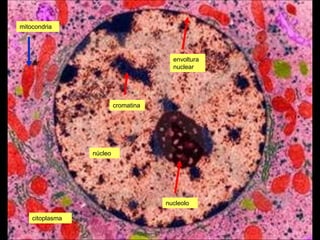 mitocondria




                                        envoltura
                                        nuclear




                          cromatina




                 núcleo




                                      nucleolo

    citoplasma
 