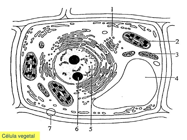 C1teoriacelularpdf1