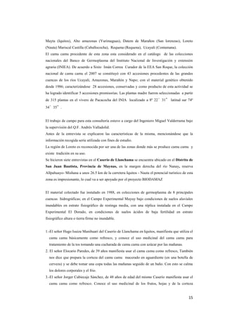 15
Mayta (Iquitos), Alto amazonas (Yurimaguas), Datem de Marañon (San lorenzao), Loreto
(Nauta) Mariscal Castilla (Caballococha), Requena (Requena), Ucayali (Contamana).
El camu camu procedente de esta zona esta considerado en el catálogo de las colecciones
nacionales del Banco de Germoplasma del Instituto Nacional de Investigación y extensión
agraria (INIEA). De acuerdo a Sixto Imán Correa Curador de la EEA San Roque, la colección
nacional de camu camu el 2007 se constituyó con 43 accesiones procedentes de las grandes
cuencas de los ríos Ucayali, Amazonas, Marañón y Napo; con el material genético obtenido
desde 1986; caracterizándose 28 accesiones, conservadas y como producto de esta actividad se
ha logrado identificar 5 accesiones promisorias. Las plantas madre fueron seleccionadas a partir
de 315 plantas en el vivero de Pacacocha del INIA localizado a 8º 22’31” latitud sur 74º
34’35”.
El trabajo de campo para esta consultoría estuvo a cargo del Ingeniero Miguel Valderrama bajo
la supervisión del Q.F. Andrés Valladolid.
Antes de la entrevista se explicaron las características de la misma, mencionándose que la
información recogida sería utilizada con fines de estudio.
La región de Loreto es reconocida por ser una de las zonas donde más se produce camu camu y
existe tradición en su uso.
Se hicieron siete entrevistas en el Caserío de Llanchama se encuentra ubicado en el Distrito de
San Juan Bautista, Provincia de Maynas, en la margen derecha del río Nanay, reserva
Allpahuayo- Mishana a unos 26.5 km de la carretera Iquitos - Nauta el potencial turístico de esta
zona es impresionante, lo cual va a ser apoyado por el proyecto BIODAMAZ
El material colectado fue instalado en 1988, en colecciones de germoplasma de 8 principales
cuencas hidrográficas; en el Campo Experimental Muyuy bajo condiciones de suelos aluviales
inundables en estrato fisiográfico de restinga media, con una réplica instalada en el Campo
Experimental El Dorado, en condiciones de suelos ácidos de baja fertilidad en estrato
fisiográfico altura o tierra firme no inundable.
1.-El señor Hugo Isuiza Manihuari del Caserío de Llanchama en Iquitos, manifiesta que utiliza el
camu camu básicamente como refresco, y conoce el uso medicinal del camu camu para
tratamiento de la tos tomando una cucharada de camu camu con azúcar por las mañanas.
2. El señor Elocario Paredes, de 39 años manifiesta usar el camu camu como refresco, También
nos dice que prepara la corteza del camu camu macerado en aguardiente (en una botella de
cerveza) y se debe tomar una copa todas las mañanas seguido de un baño. Con esto se calma
los dolores corporales y el frio.
3.-El señor Jorger Cubiecaje Sánchez, de 48 años de edad del mismo Caserío manifiesta usar el
camu camu como refresco. Conoce el uso medicinal de los frutos, hojas y de la corteza
 