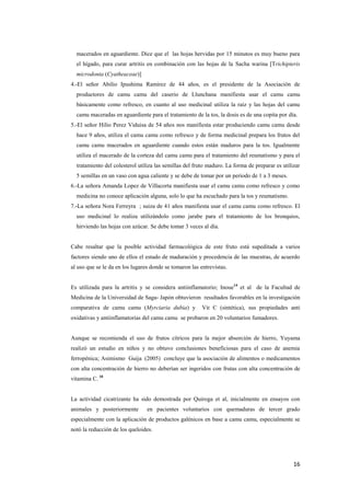 16
macerados en aguardiente. Dice que el las hojas hervidas por 15 minutos es muy bueno para
el hígado, para curar artritis en combinación con las hojas de la Sacha warina [Trichipteris
microdonta (Cyatheaceae)]
4.-El señor Abilio Ipushima Ramirez de 44 años, es el presidente de la Asociación de
productores de camu camu del caserio de Llunchana manifiesta usar el camu camu
básicamente como refresco, en cuanto al uso medicinal utiliza la raíz y las hojas del camu
camu maceradas en aguardiente para el tratamiento de la tos, la dosis es de una copita por día.
5.-El señor Hilio Perez Viduisa de 54 años nos manifiesta estar produciendo camu camu desde
hace 9 años, utiliza el camu camu como refresco y de forma medicinal prepara los frutos del
camu camu macerados en aguardiente cuando estos están maduros para la tos. Igualmente
utiliza el macerado de la corteza del camu camu para el tratamiento del reumatismo y para el
tratamiento del colesterol utiliza las semillas del fruto maduro. La forma de preparar es utilizar
5 semillas en un vaso con agua caliente y se debe de tomar por un periodo de 1 a 3 meses.
6.-La señora Amanda Lopez de Villacorta manifiesta usar el camu camu como refresco y como
medicina no conoce aplicación alguna, solo lo que ha escuchado para la tos y reumatismo.
7.-La señora Nora Ferreyra ; suiza de 41 años manifiesta usar el camu camu como refresco. El
uso medicinal lo realiza utilizándolo como jarabe para el tratamiento de los bronquios,
hirviendo las hojas con azúcar. Se debe tomar 3 veces al día.
Cabe resaltar que la posible actividad farmacológica de este fruto está supeditada a varios
factores siendo uno de ellos el estado de maduración y procedencia de las muestras, de acuerdo
al uso que se le da en los lugares donde se tomaron las entrevistas.
Es utilizada para la artritis y se considera antiinflamatorio; Inoue14
et al de la Facultad de
Medicina de la Universidad de Saga- Japón obtuvieron resultados favorables en la investigación
comparativa de camu camu (Myrciaria dubia) y Vit C (sintética), sus propiedades anti
oxidativas y antiinflamatorias del camu camu se probaron en 20 voluntarios fumadores.
Aunque se recomienda el uso de frutos cítricos para la mejor absorción de hierro, Yuyama
realizó un estudio en niños y no obtuvo conclusiones beneficiosas para el caso de anemia
ferropénica; Asimismo Guija (2005) concluye que la asociación de alimentos o medicamentos
con alta concentración de hierro no deberían ser ingeridos con frutas con alta concentración de
vitamina C. 10
La actividad cicatrizante ha sido demostrada por Quiroga et al, inicialmente en ensayos con
animales y posteriormente en pacientes voluntarios con quemaduras de tercer grado
especialmente con la aplicación de productos galénicos en base a camu camu, especialmente se
notó la reducción de los queloides.
 