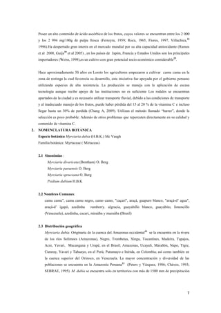 7
Posee un alto contenido de ácido ascórbico de los frutos, cuyos valores se encuentran entre los 2 000
y los 2 994 mg/100g de pulpa fresca (Ferreyra, 1959; Roca, 1965, Flores, 1997, Villachica,33
1996).Ha despertado gran interés en el mercado mundial por su alta capacidad antioxidante (Ramos
et al 2008, Guija10
et al 2005) , en los países de Japón, Francia y Estados Unidos son los principales
importadores (Weiss, 1998),es un cultivo con gran potencial socio económico considerable25
.
Hace aproximadamente 50 años en Loreto los agricultores empezaron a cultivar camu camu en la
zona de restinga la cual favorecía su desarrollo, esta iniciativa fue apoyada por el gobierno peruano
utilizando especies de alta resistencia. La producción se maneja con la aplicación de escasa
tecnología aunque recibe apoyo de las instituciones no es suficiente Los rodales se encuentran
apartados de la ciudad y es necesario utilizar transporte fluvial, debido a las condiciones de transporte
y al inadecuado manejo de los frutos, puede haber pérdida del 15 al 20 % de la vitamina C e incluso
llegar hasta un 30% de perdida (Chang A, 2009). Utilizan el método llamado “barrer”, donde la
selección es poco probable. Además de otros problemas que repercuten directamente en su calidad y
contenido de vitamina C.
2. NOMENCLATURA BOTANICA
Especie botánica Myrciaria dubia (H.B.K.) Mc Vaugh
Familia botánica: Myrtaceae ( Mirtaceas)
2.1 Sinonimias :
Myrciaria divaricata (Bentham) O. Berg
Myrciaria paraensis O. Berg
Myrciaria spruceana O. Berg
Psidium dubium H.B.K
2.2 Nombres Comunes:
camu camu”, camu camu negro, camo camo, "caçari", araçá, guapuro blanco, "araçá-d’ agua",
araçá-d’ igapó, azedinha rumberry. algracia, guayabillo blanco, guayabito, limoncillo
(Venezuela), azedinha, cacari, miraúba y muraúba (Brasil)
2.3 Distribución geográfica
Myrciaria dubia. Originaria de la cuenca del Amazonas occidental33
se la encuentra en la rivera
de los ríos Solimoes (Amazonas), Negro, Trombetas, Xingu, Tocantines, Madeira, Tapajos,
Acre, Yavari, Macangana y Urupé, en el Brasil; Amazonas, Ucayali, Marañón, Napo, Tigre,
Curaray, Yavarí y Tahuayo, en el Perú; Putumayo e Inírida, en Colombia; así como también en
la cuenca superior del Orinoco, en Venezuela. La mayor concentración y diversidad de las
poblaciones se encuentra en la Amazonía Peruana13
(Peters y Vásquez, 1986; Chávez, 1993;
SEBRAE, 1995). M. dubia se encuentra solo en territorios con más de 1500 mm de precipitación
 