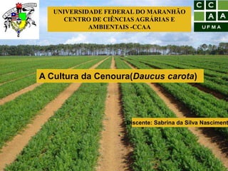 UNIVERSIDADE FEDERAL DO MARANHÃO
CENTRO DE CIÊNCIAS AGRÁRIAS E
AMBIENTAIS -CCAA
A Cultura da Cenoura(Daucus carota)
Discente: Sabrina da Silva Nasciment
 