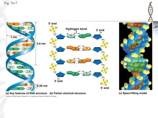 Fig. 16-7

5 end
Hydrogen bond

3 end

1 nm
3.4 nm

3 end
0.34 nm
(a) Key features of DNA structure (b) Partial chemical structure

5 end
(c) Space-filling model

 