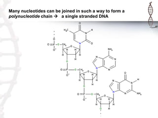 Many nucleotides can be joined in such a way to form a
polynucleotide chain  a single stranded DNA

 