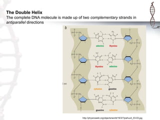 The Double Helix
The complete DNA molecule is made up of two complementary strands in
antiparallel directions

http://physicsweb.org/objects/world/16/3/7/pwhux4_03-03.jpg

 