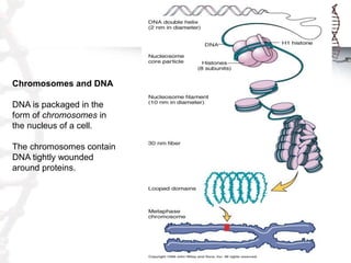Chromosomes and DNA
DNA is packaged in the
form of chromosomes in
the nucleus of a cell.
The chromosomes contain
DNA tightly wounded
around proteins.

 