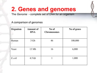 2. Genes and genomes
The Genome - complete set of DNA for an organism
A comparison of genomes
Organism

Amount of
DNA

No of
Chromosomes

No of genes

3 Gb

46

100,000

Yeast

13 Mb

16

6,000

E.coli

4.5 kb

1

1,000

Human

 