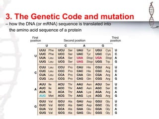 3. The Genetic Code and mutation
– how the DNA (or mRNA) sequence is translated into
the amino acid sequence of a protein

 