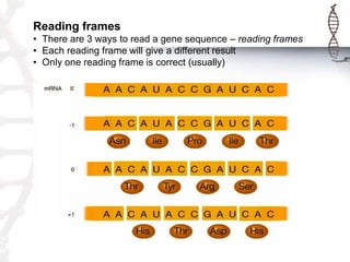 Reading frames
• There are 3 ways to read a gene sequence – reading frames
• Each reading frame will give a different result
• Only one reading frame is correct (usually)

 