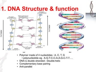 1. DNA Structure & function

• Polymer made of 4 nucleotides : A, C, T, G
• polynucleotide eg. A-G-T-C-C-A-A-G-C-T-T….
• DNA is double stranded - Double-helix
• Complementary base pairing
• Anti-parallel

 