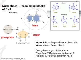 Nucleotides – the building blocks
of DNA

Nucleotide = Sugar + base + phosphate
Nucleoside = Sugar + base
Deoxyribose sugar  5 carbons
Phosphate (PO4) group at carbon no. 5
Hydroxyl (OH) group at carbon no. 3
www.mun.ca/biology/ scarr/Fg10_10rt.gif

 