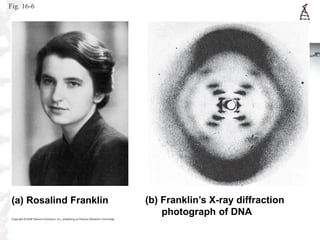 Fig. 16-6

(a) Rosalind Franklin

(b) Franklin’s X-ray diffraction
photograph of DNA

 