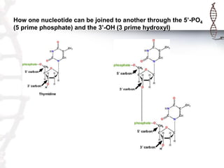 How one nucleotide can be joined to another through the 5’-PO4
(5 prime phosphate) and the 3’-OH (3 prime hydroxyl)

 