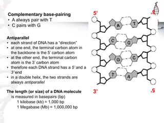 5’

3’

3’

5’

Complementary base-pairing
• A always pair with T
• C pairs with G
Antiparallel
• each strand of DNA has a...
