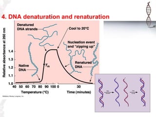 4. DNA denaturation and renaturation

 